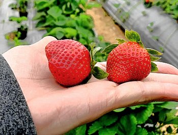 大湖採草莓‧九九九草莓園