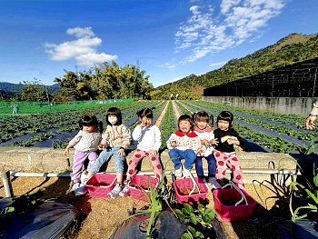 大湖採草莓‧九九九草莓園